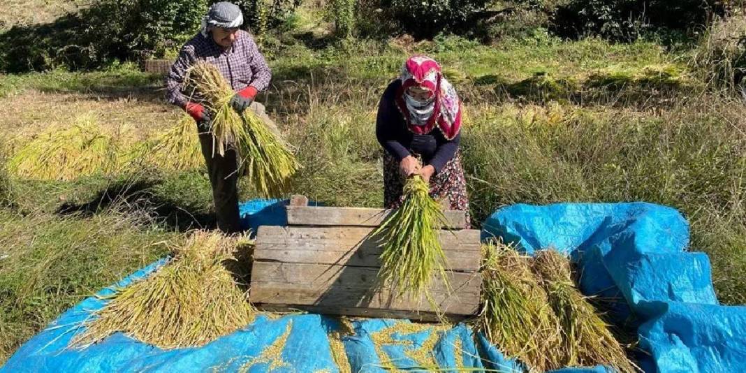 Görüntüsüne aldanmayın, bu iş “Çok zor”! Geleneksel üretim bu yörede de başladı: Üretici her şeye rağmen güldü 2